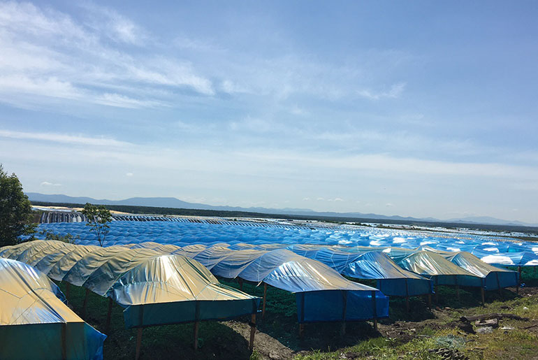 Tieli, Fengcheng Ginseng cultivation base