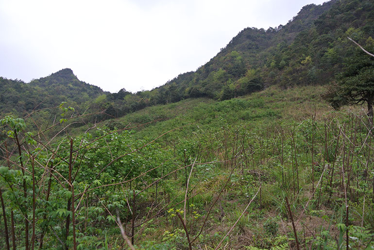Guilin Sweet blackberry leaf cultivation base
