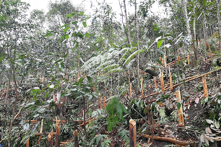 GUANGXI cassia bark cultivation base