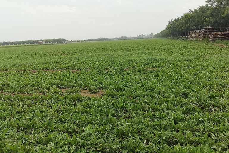 ANGUO Dandelion cultivation base