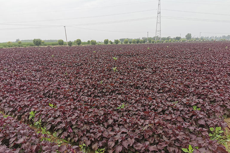 Anguo perilla cultivation base