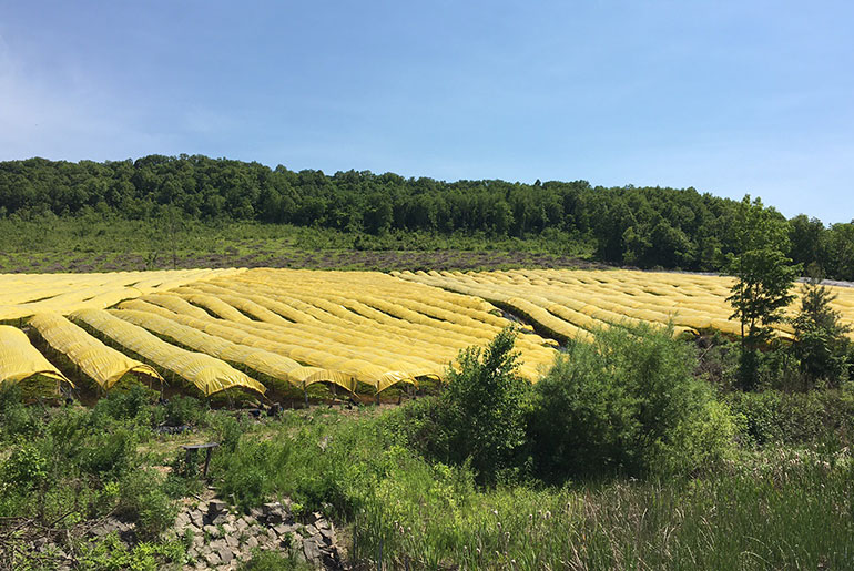 Tieli, Fengcheng Ginseng cultivation base