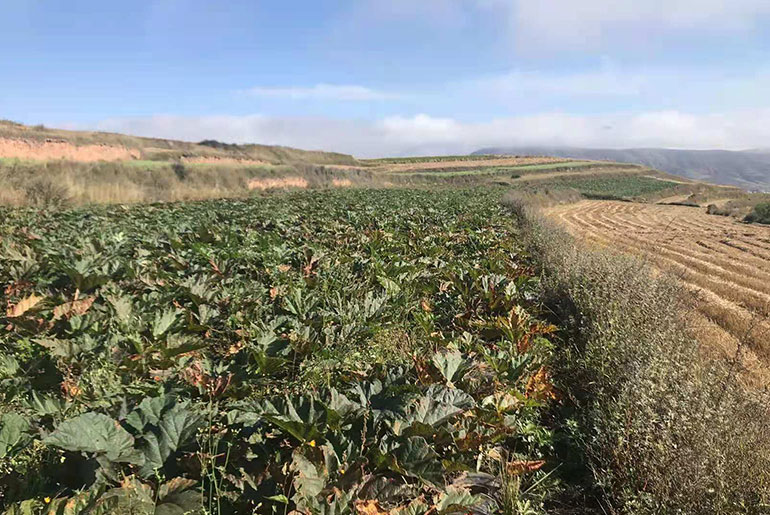 GANSU Rhubarb cultivation base