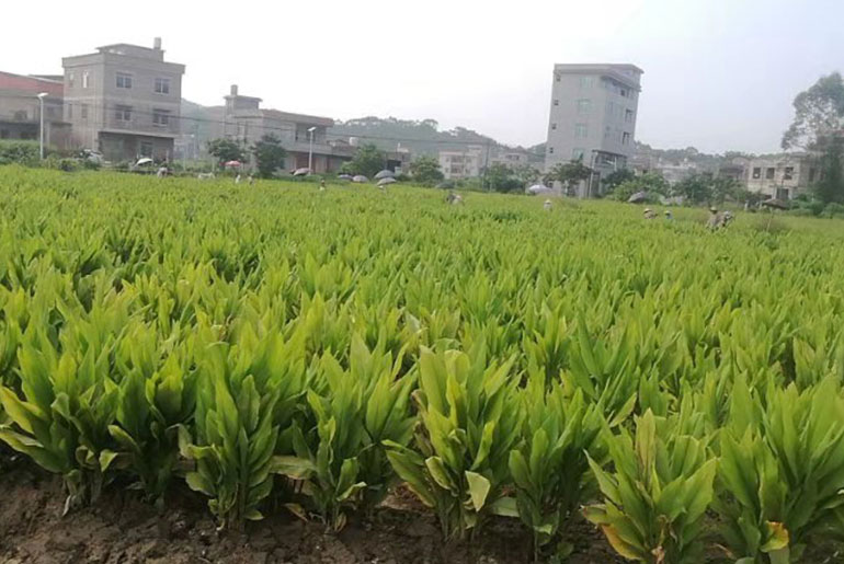 GUANGXI turmeric cultivation base