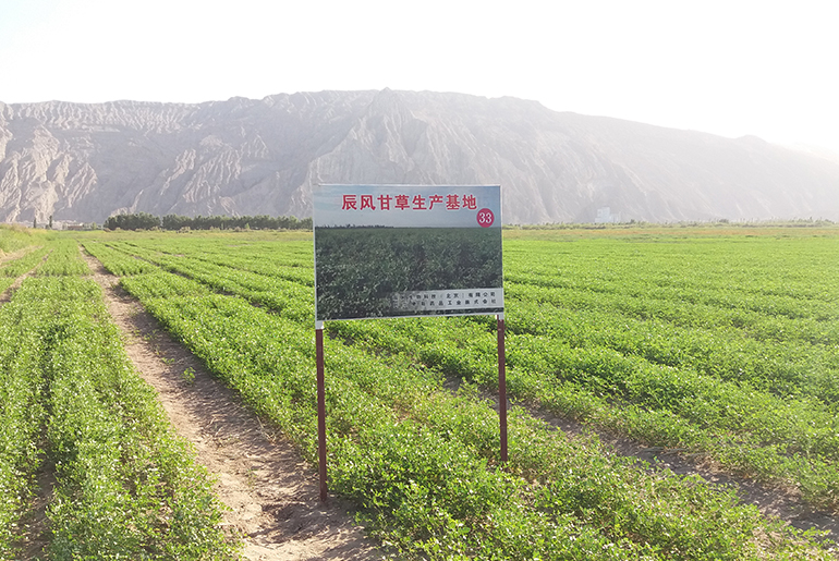 XIJIANG Glycyrrzhizae cultivation base